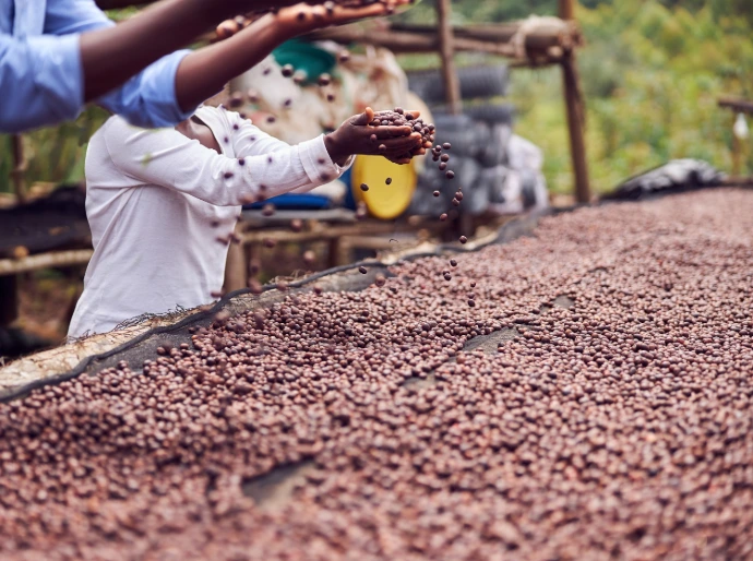 Green coffee sorting